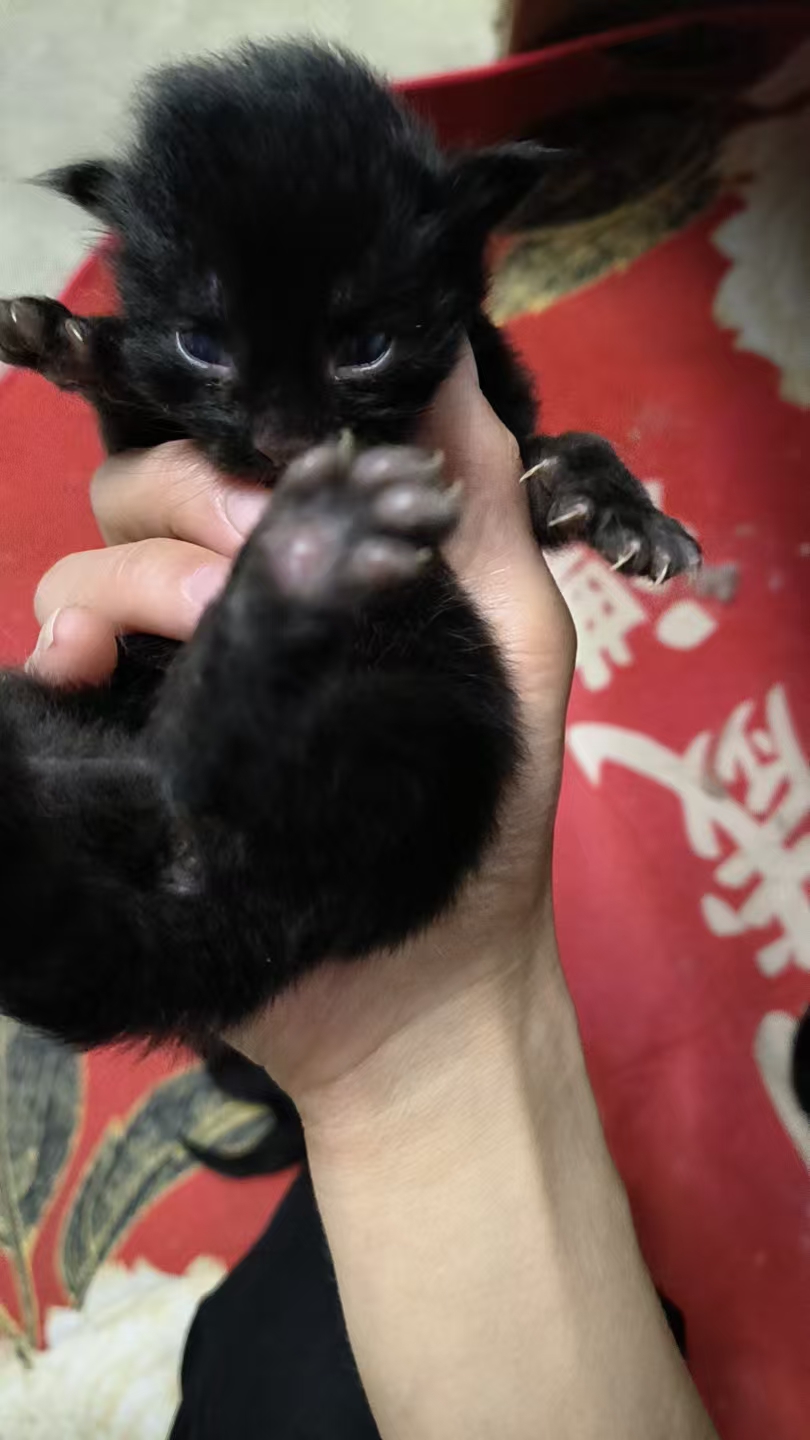 俄系纯种缅因猫，预售